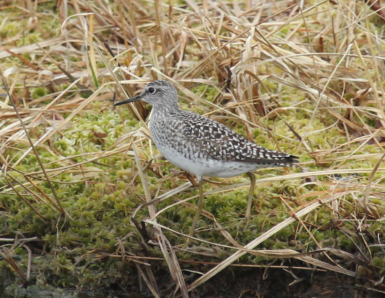 Wood Sandpiper-2.jpg