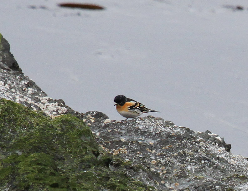 Brambling-3.jpg