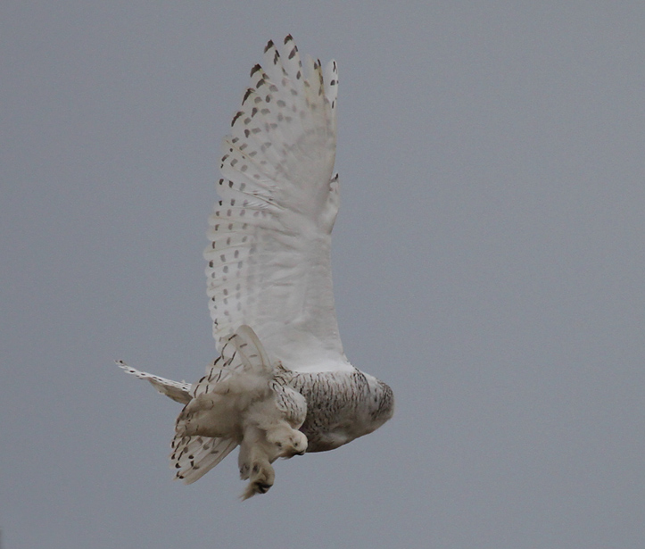 Snowy Takeoff.jpg
