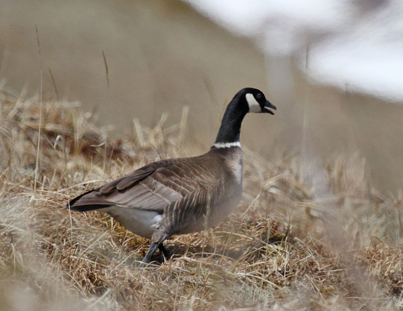 Cackling Goose.jpg