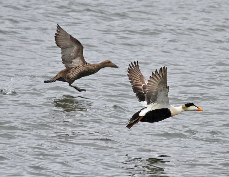 Common Eider pair.jpg