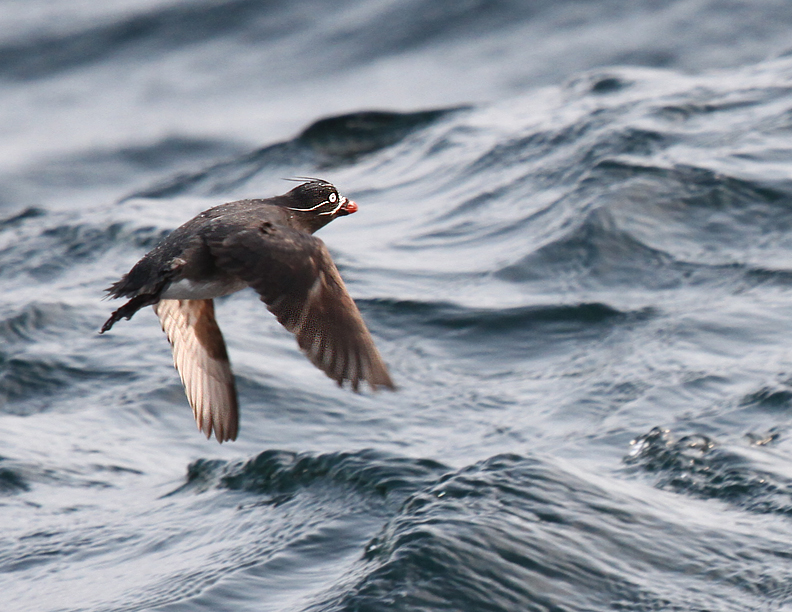 Whiskered Auklet-1.jpg