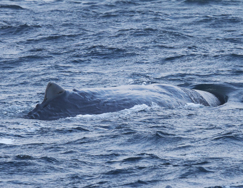 Sperm Whale.jpg