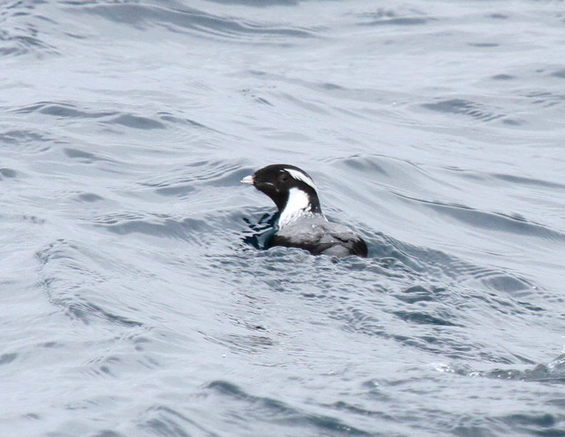Anchient Murrelet-1.jpg