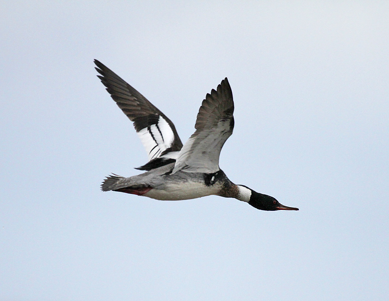 Red-breasted Merganser-3.jpg