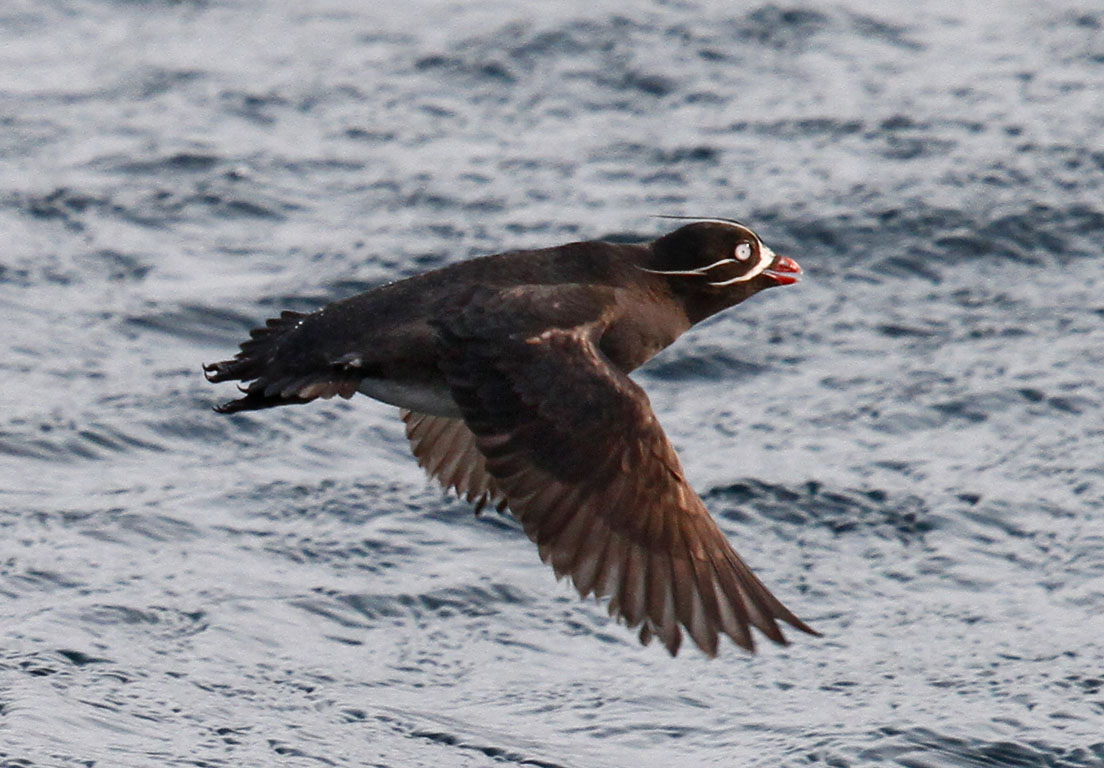 Whiskered Auklet-12.jpg