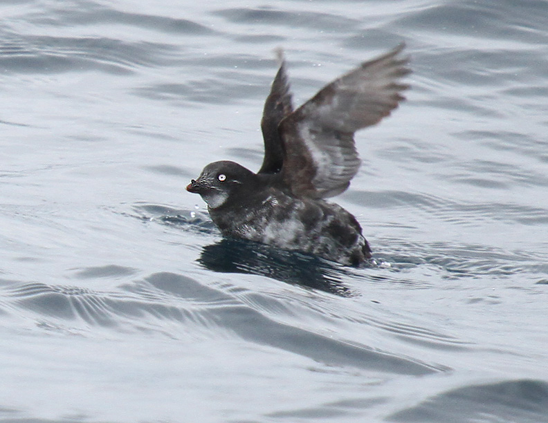 Least Auklet-2.jpg