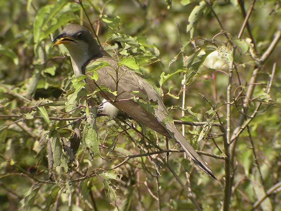 Yellow-billed Cuckcoo-3.jpg