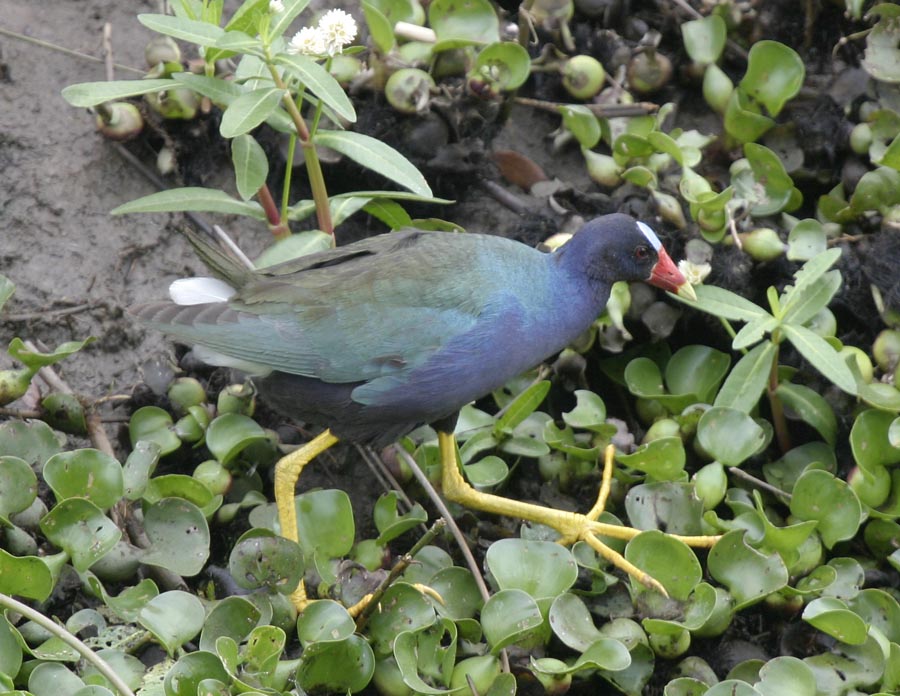 Purple Gallinule-1.jpg
