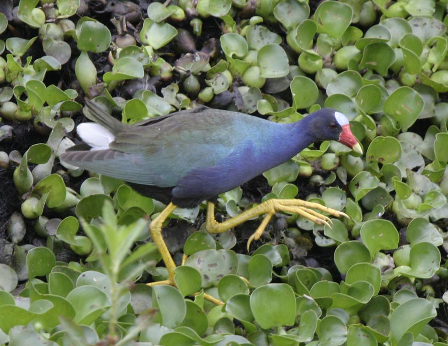 Purple Gallinule-2.jpg