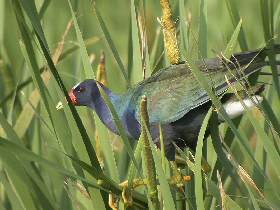 Purple Gallinule-3.jpg