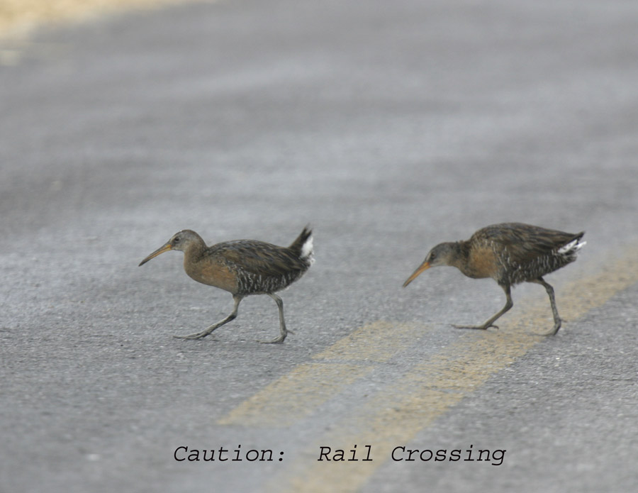 Rail crossing.jpg