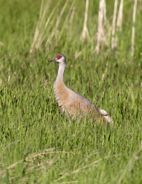 Sandhill Crane-2.jpg
