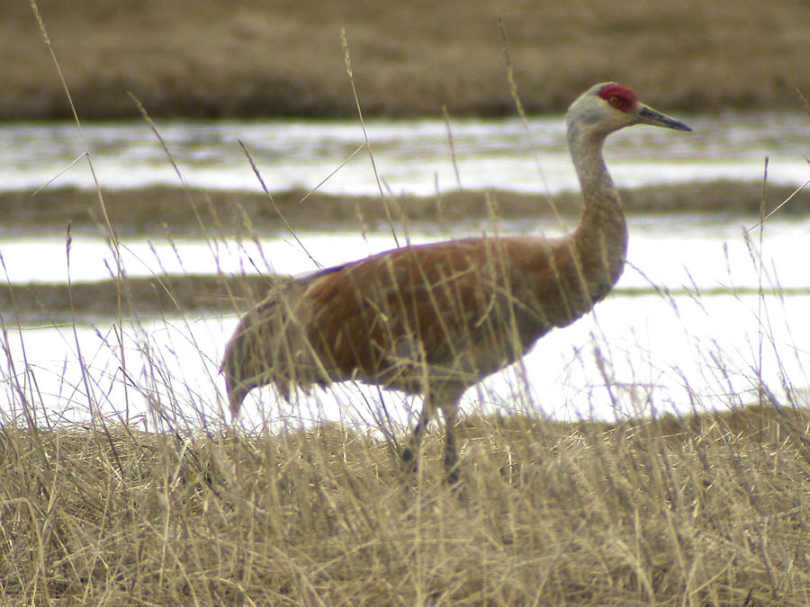 Sandhill Crane-3.jpg