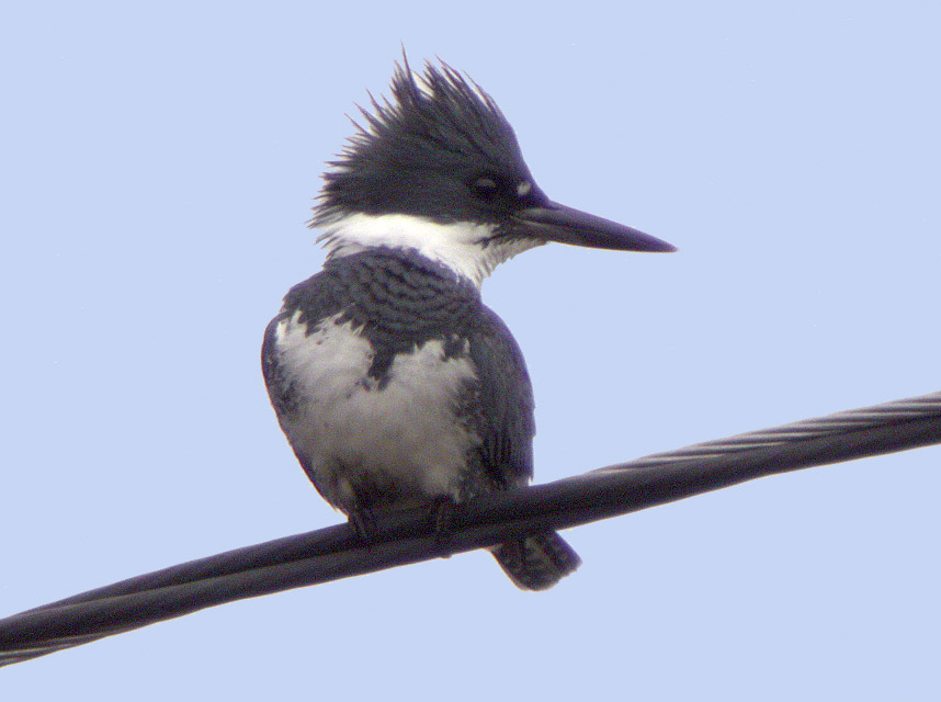 Belted Kingfisher-2.jpg