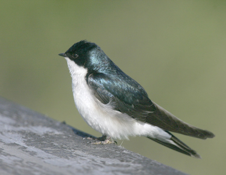 Tree Swallow-1.jpg