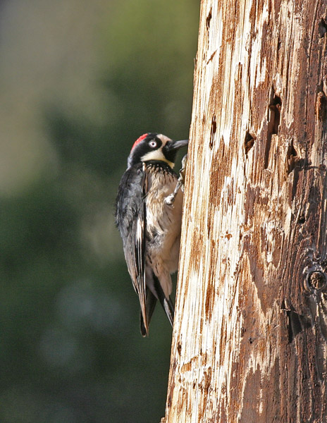 Acorn Woodpecker-4.jpg