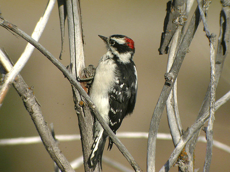 Downy Woodpecker-2.jpg