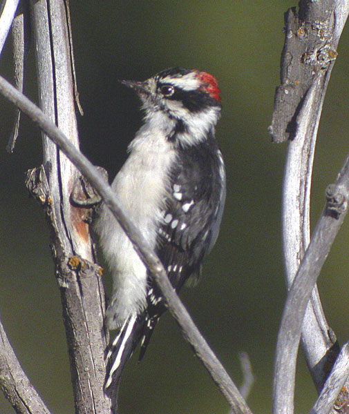 Downy Woodpecker-3.jpg