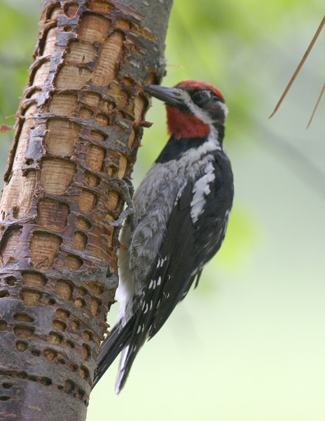 Red-naped Sapsucker-1.jpg