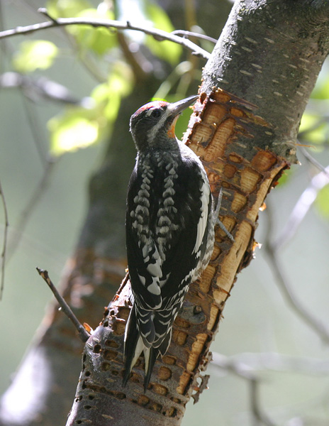Red-naped Sapsucker-3.jpg