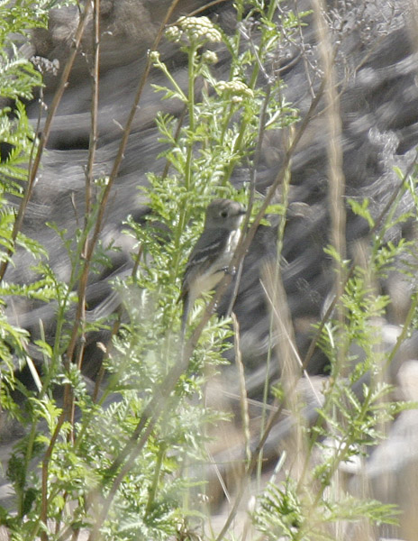 Hammonds Flycatcher-1.jpg