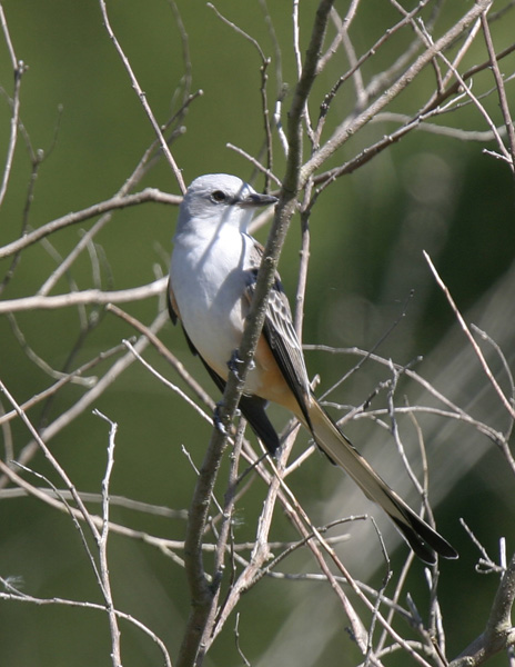 Scissortail Flycatcher-2.jpg