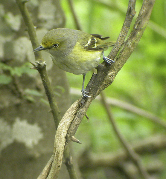 White-eyed Vireo-3.jpg