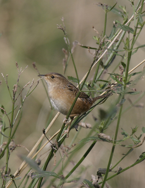 Sedge Wren-1.jpg
