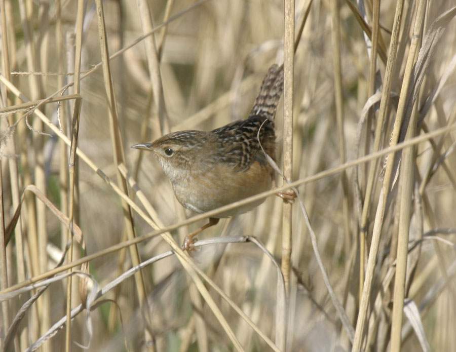Sedge Wren-3.jpg