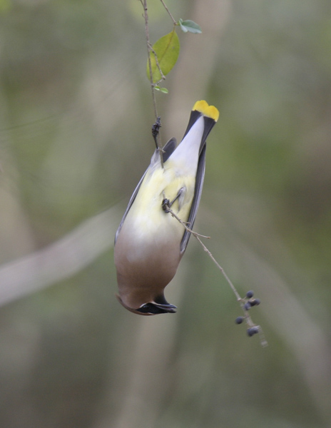 Cedar Waxwing-8.jpg