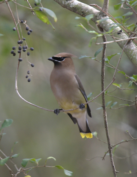 Cedar Waxwing-9.jpg