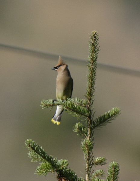 Cedar Waxwing-5.jpg