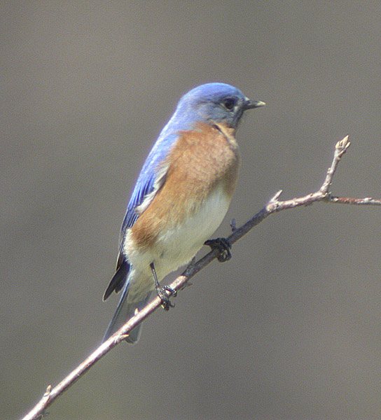 Bluebird-4.jpg