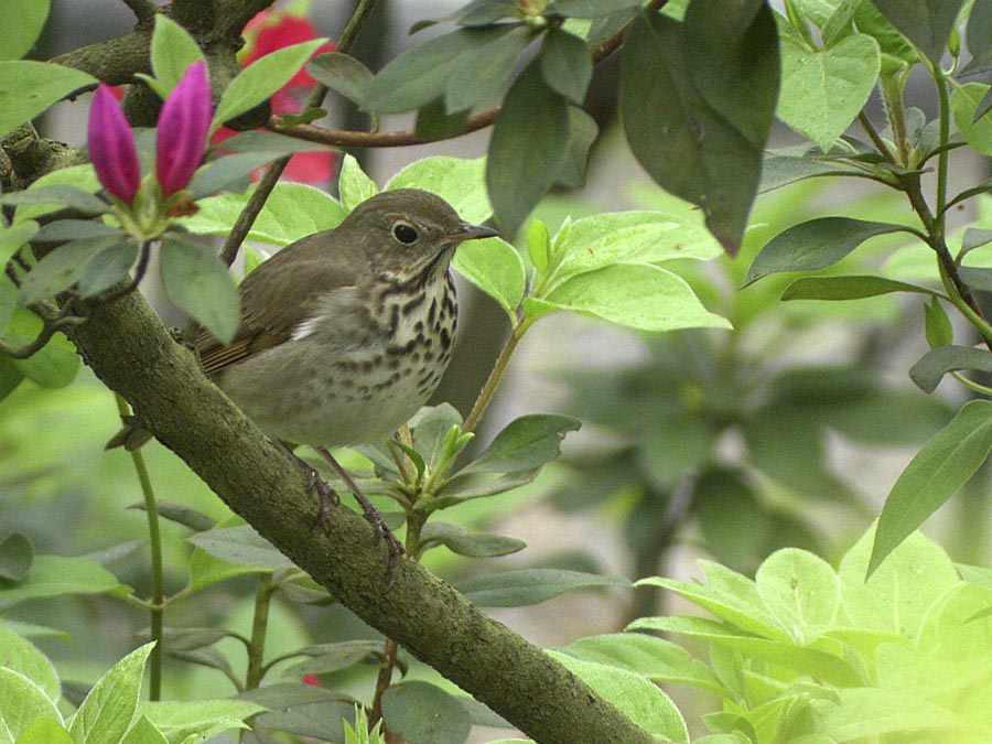 Hermit Thrush-2.jpg
