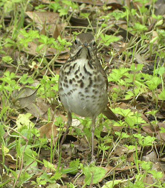 Hermit Thrush-5.jpg