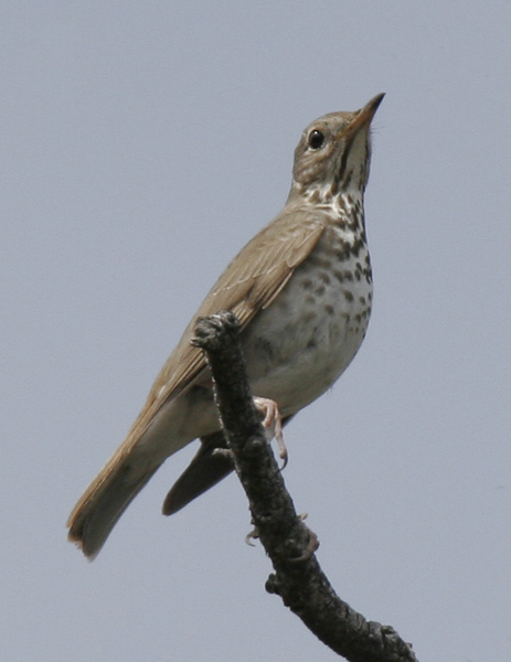 HermitThrush-4.jpg