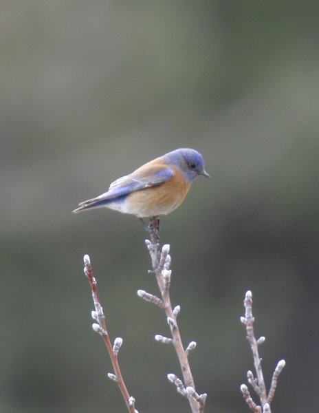 W Bluebird-4.jpg
