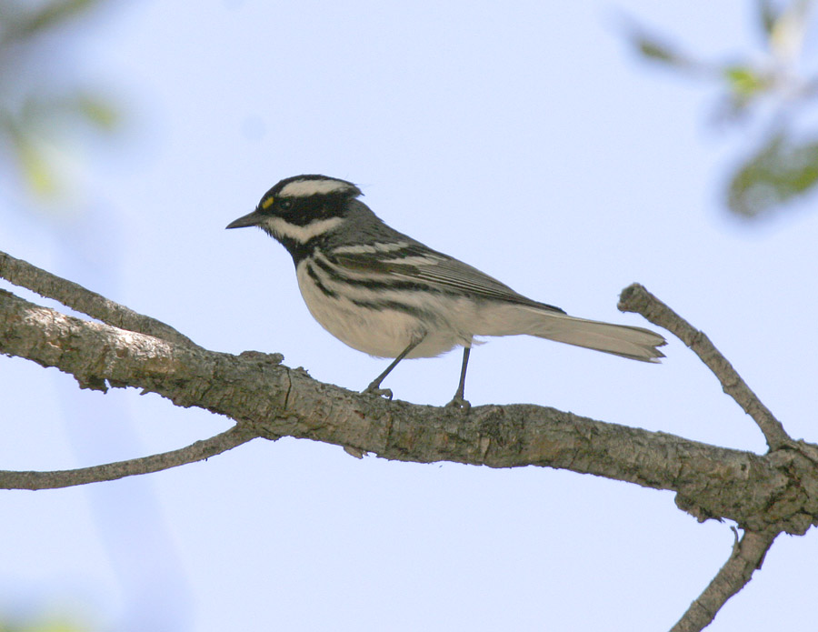 Black-throated Gray-1.jpg