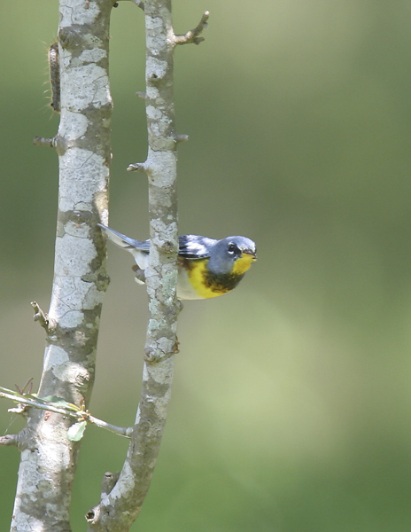 Northern Parula-1.jpg