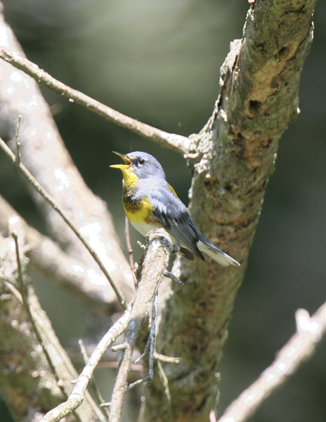 Northern Parula-2.jpg