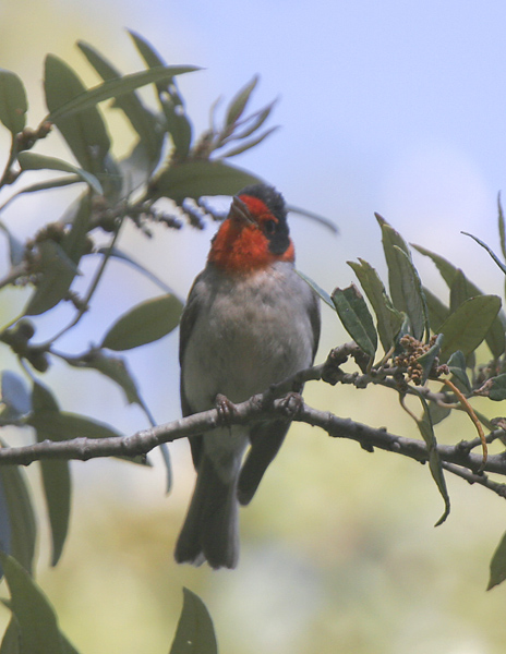 Red-faced-3.jpg