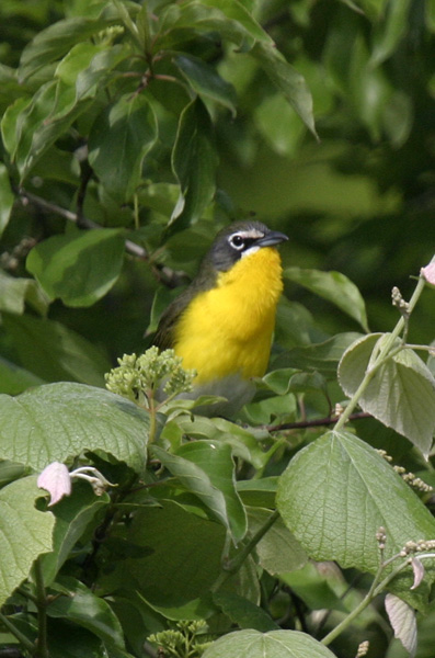 Yellow-breasted Chat-3.jpg