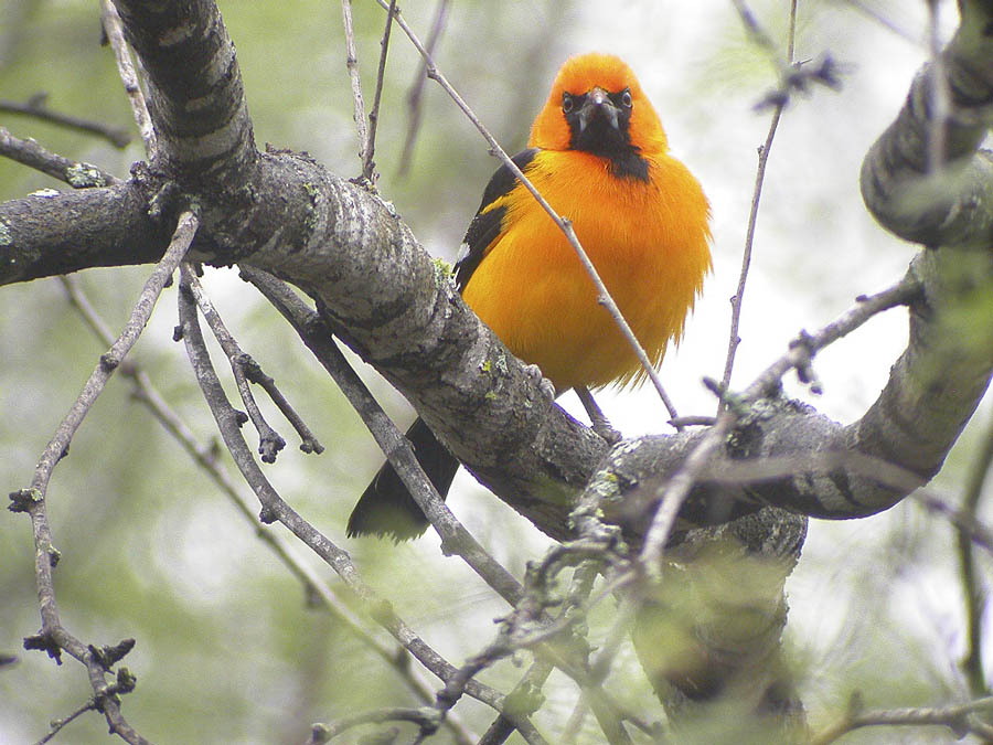 Altamira Oriole-3-South Texas