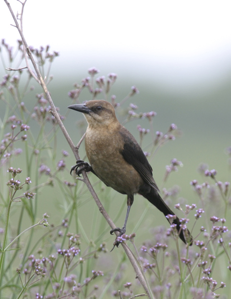 Boat-tailed Grackle-f-Sabine Refuge, LA