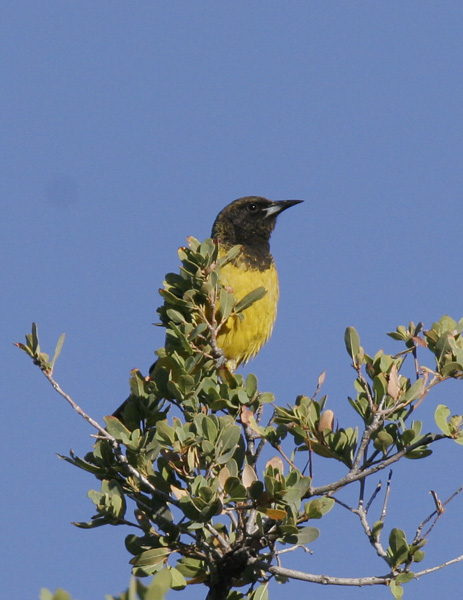 Scotts Oriole-2-Portal, AZ