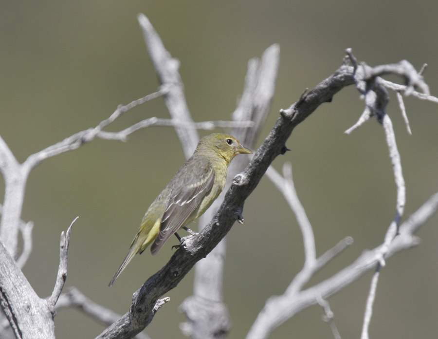 HepaticTanager-f.jpg