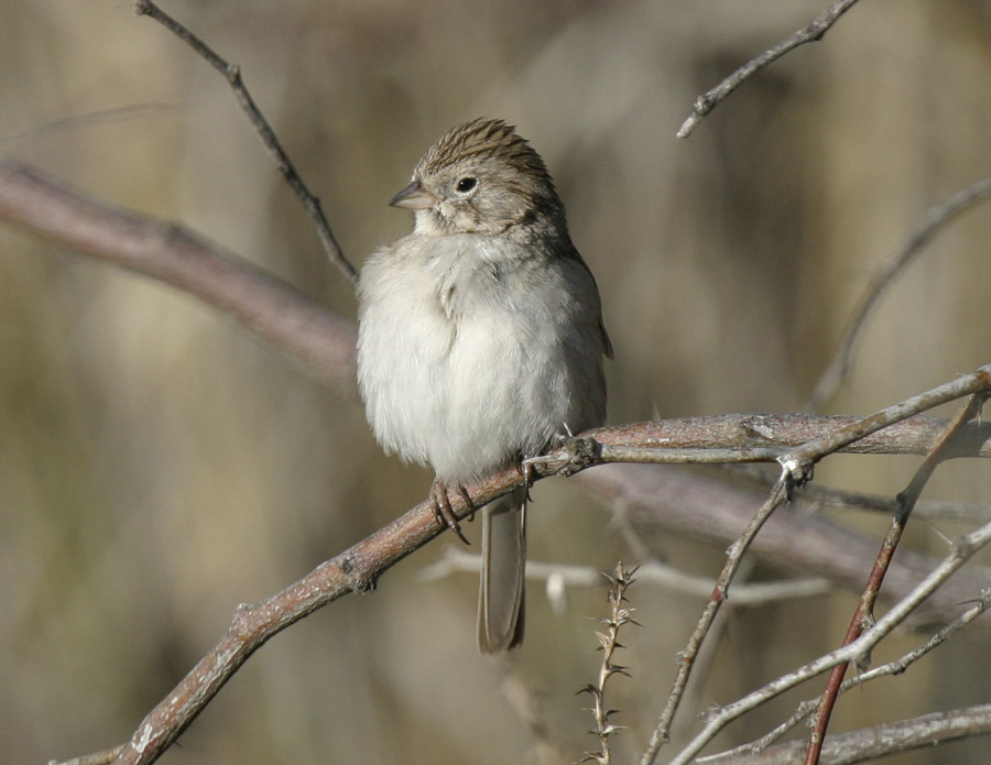 Brewers Sparrow-2-San Pedro House, AZ
