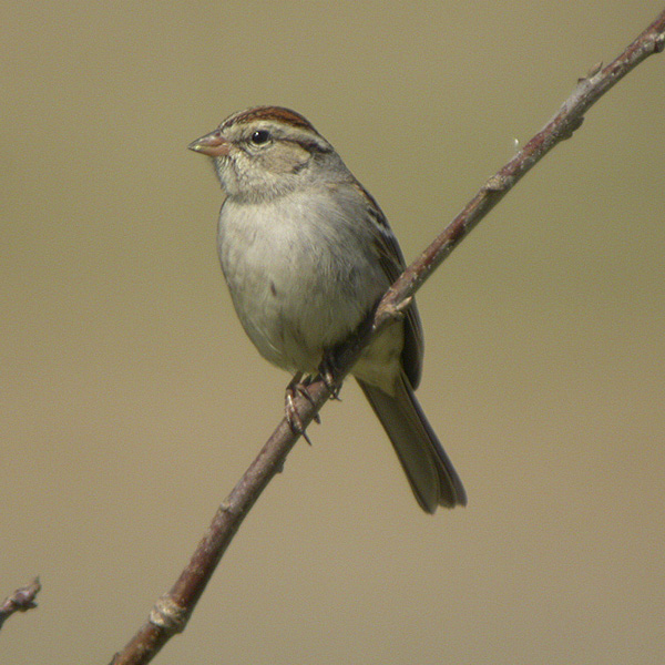 Chipping Sparrow-2-Baton Rouge