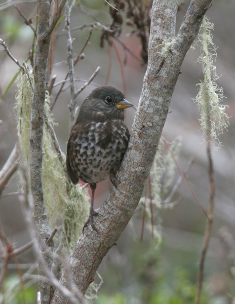Fox Sparrow Sooty-1-Point Lobos, Ca